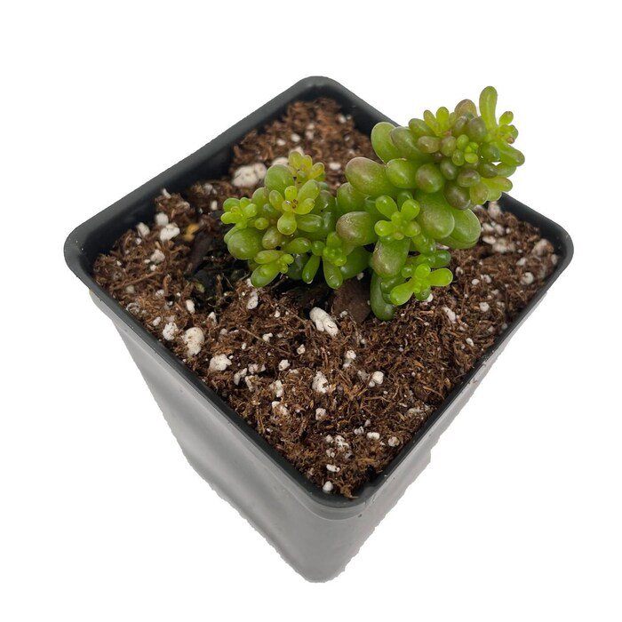 Mini Me Jelly Bean Succulent Plant Sedum Rubrotinctum 2.5 inch Pot