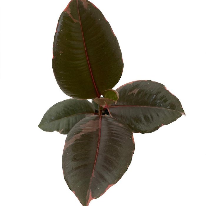 Strawberry Cream Ruby Rubber Tree Plant Ficus 4 inch Pot