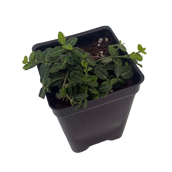 Miniature Wintercreeper Plant Euonymus Fortunei Kewensis 2.5 inch Pot