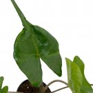 Rare Stingray Plant Alocasia Elephant Ears 4 inch Pot Collectors Series