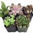 Succulent Terrarium Fairy Garden Plants 5 Different Plants In 2 inch Pots