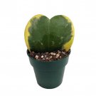 Amazing Creme Green Sweetheart Waxplant Hoya Kerri Easy Succulent 2 inch Pot