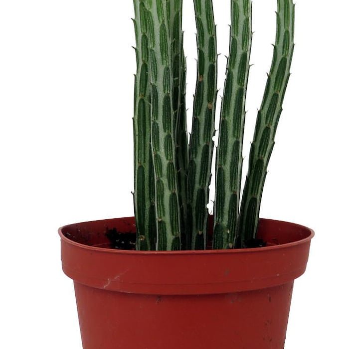 Pickle Plant Candy Stick Senecio Stapelioformis 4 inch Pot Collectors Series