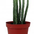 Pickle Plant Candy Stick Senecio Stapelioformis 4 inch Pot Collectors Series