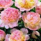 Peony Raspberry Sundae Fragrant Raspberry Pink White Bareroot 2 3Eye