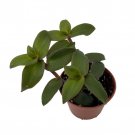 Hijau Baru Tradescantia 2.5 inch Pot Trailing House Plant
