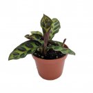 Rattlesnake Plant Calathea Lancifolia Easy House Plant 2.5 inch Pot