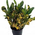 Banana Croton 2 Pack 3 inch Pots Colorful House Plant