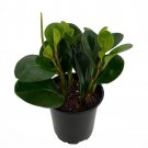 Deep Green Baby Rubber Tree Peperomia Obtusifolia 4 inch Pot