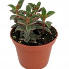 Red Trailing Peperomia Rubella 2.5 inch Pot