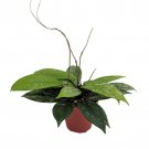 Rare Pubicalyx Wax Plant Hoya Collectors Series 4 inch Pot