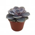 Perle Von Nurnberg Desert Rose Echeveria 2.5 inch Pot