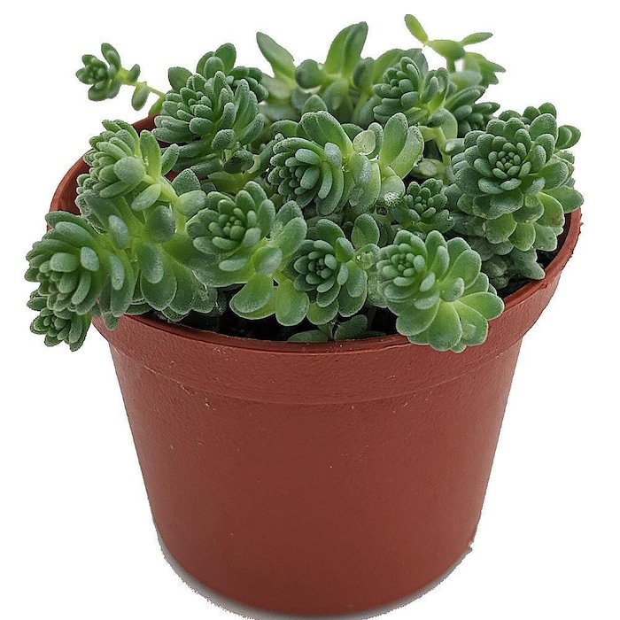 Corsican Blue Tears Sedum Sedum Dasyphyllum Indoors Or Out 2.5 inch Pot