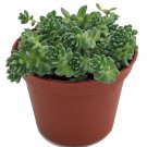 Corsican Blue Tears Sedum Sedum Dasyphyllum Indoors Or Out 2.5 inch Pot