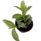 Creme N Green Tradescantia 2.5 inch Pot