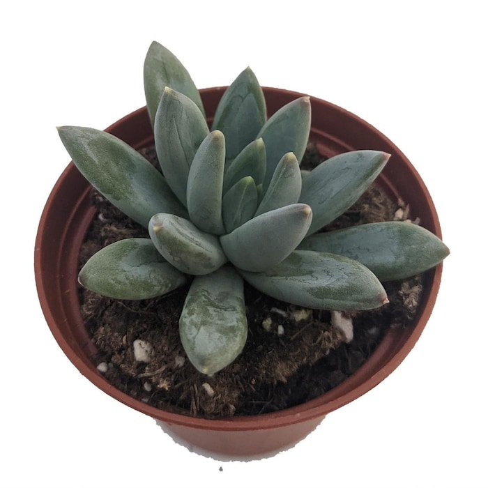 Hookers Moonstone Succulent Plant Pachyphytum Hookeri 2.5 Inch
