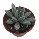 Hookers Moonstone Succulent Plant Pachyphytum Hookeri 2.5 Inch