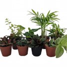 Terrarium Fairy Garden Plants 8 Plants In 2 inch Pots