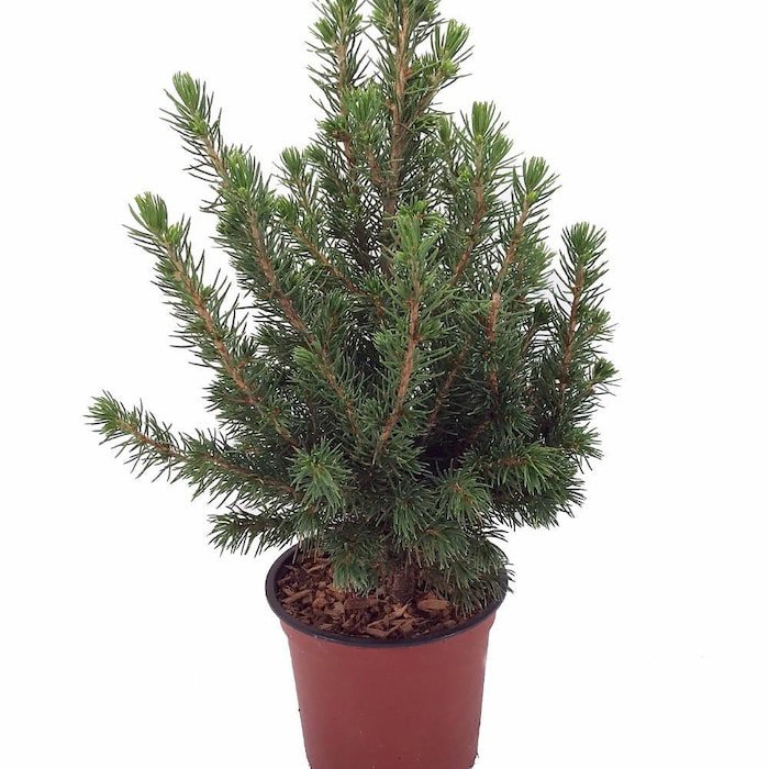 Dwarf Alberta Spruce Picea Glauca Conica Very Hardy 4 inch Pot