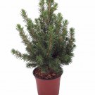 Dwarf Alberta Spruce Picea Glauca Conica Very Hardy 4 inch Pot