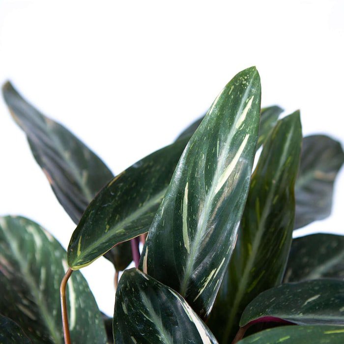 Sanguinea Prayer Plant Stromanthe Sanguinea 4 inch Pot
