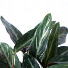 Sanguinea Prayer Plant Stromanthe Sanguinea 4 inch Pot