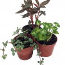 Terrarium And Fairy Garden Plants 3 Plants In 2 Inch Pots