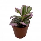 Rare Nanouk Pink Tradescantia 2 inch Pot Collectors Series