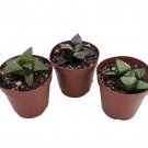 Window Pane Haworthia Collection 3 Plants 2 inch Pots Easy Succulent