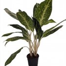 Golden Madonna Chinese Evergreen Aglaonema 4.5 inch Pot