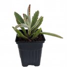 Panda Plant Kalanchoe Tomentosa Succulent 4 inch Pot