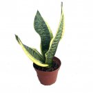 Futura Snake Plant Mother In Laws Tongue Barbershop Plant Sanseveria 4 inch Pot