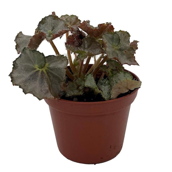 Five And Dime Begonia Plant 2.5 inch Pot Easy House Plant