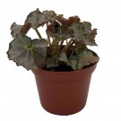 Five And Dime Begonia Plant 2.5 inch Pot Easy House Plant