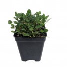 Fairy White Erodium White Cranesbill Alpine Geranium 2.5 inch Pot Fairy Garden