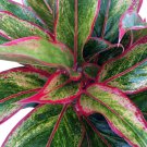 Siam Aurora Chinese Evergreen Plant Aglaonema Grows In Dim Light 5 inch Pot
