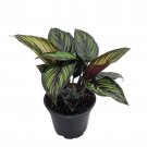 Beauty Star Peacock Plant Calathea Easy House Plant 4 inch Pot