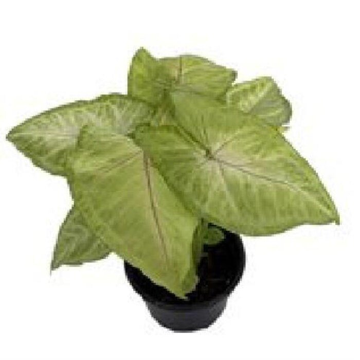 Mango Allusion Arrowhead Plant Syngonium Nepthytis 4 inch Pot