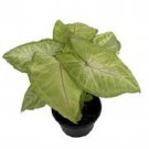 Mango Allusion Arrowhead Plant Syngonium Nepthytis 4 inch Pot