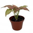 Pink Perfection Arrowhead Plant Syngonium Nepthytis 2.5 inch Pot