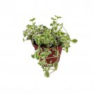 Little Missy Sedum Succulent Hardy Indoors Or Out 2.5 inch Pot