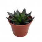 Black Knight Echeveria Mexican Rose Plant Great Succulent Houseplant 2.5 inch Pot
