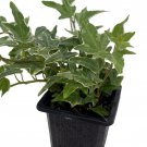 Glacier English Ivy Hedera 2.5 inch Pot Indoors
