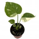 Rare Thai Constellation Philodendron 4 inch Pot Collectors Series