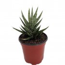 Serpentine Francisii Snake Plant Sanseveria 4 inch Pot