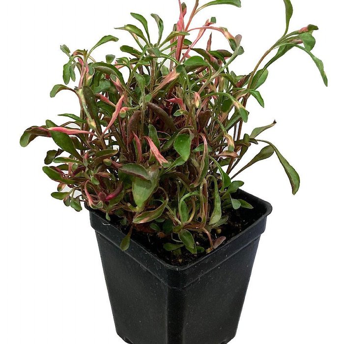 Biblical Red Threads St Josephs Coat Alternanthera Easy Houseplant 2.5 inch Pot