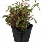 Biblical Red Threads St Josephs Coat Alternanthera Easy Houseplant 2.5 inch Pot