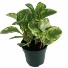 Golden Gate Rubber Plant Peperomia 4 inch Pot Easy