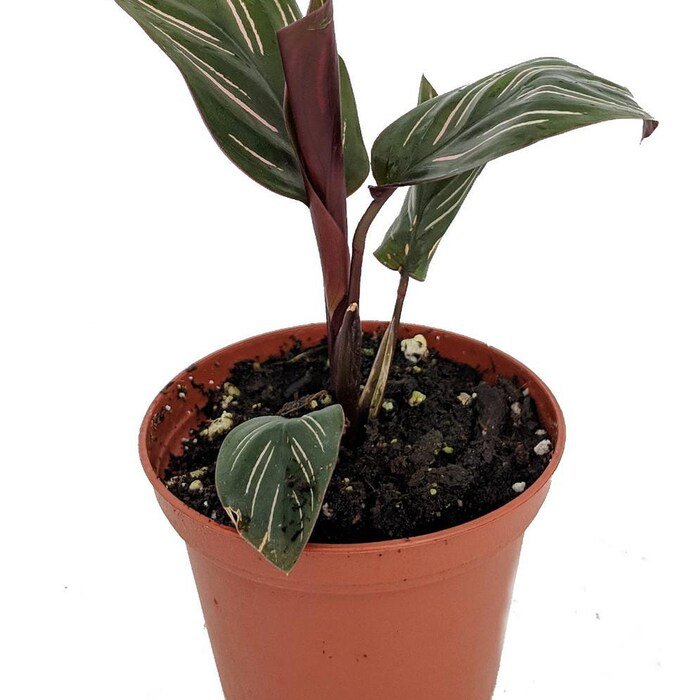 Pin Stripe Prayer Plant Calathea Ornata Easy House Plant 2 inch Pot