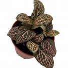 Mistral Fittonia Nerve Plant Easy House Plant 2.5 inch Pot